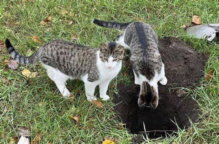 Why do cats dig a hole when they poop?