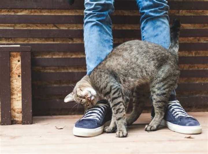 Why do cats rub against your legs?