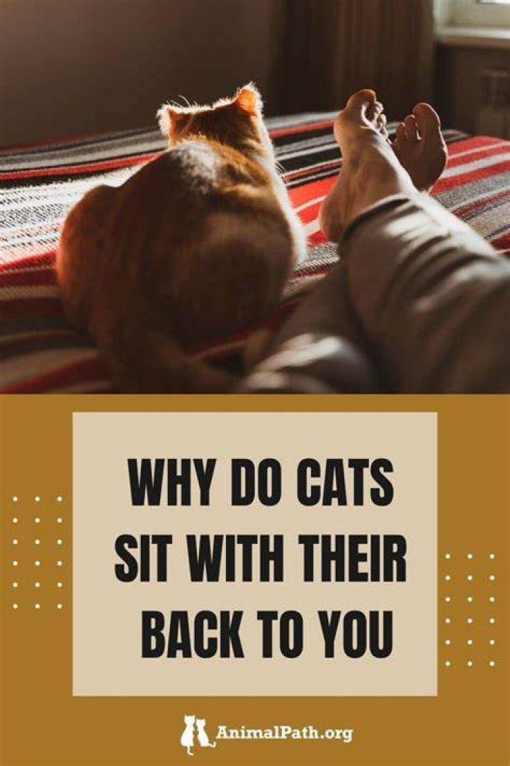 Why do cats sit on you?