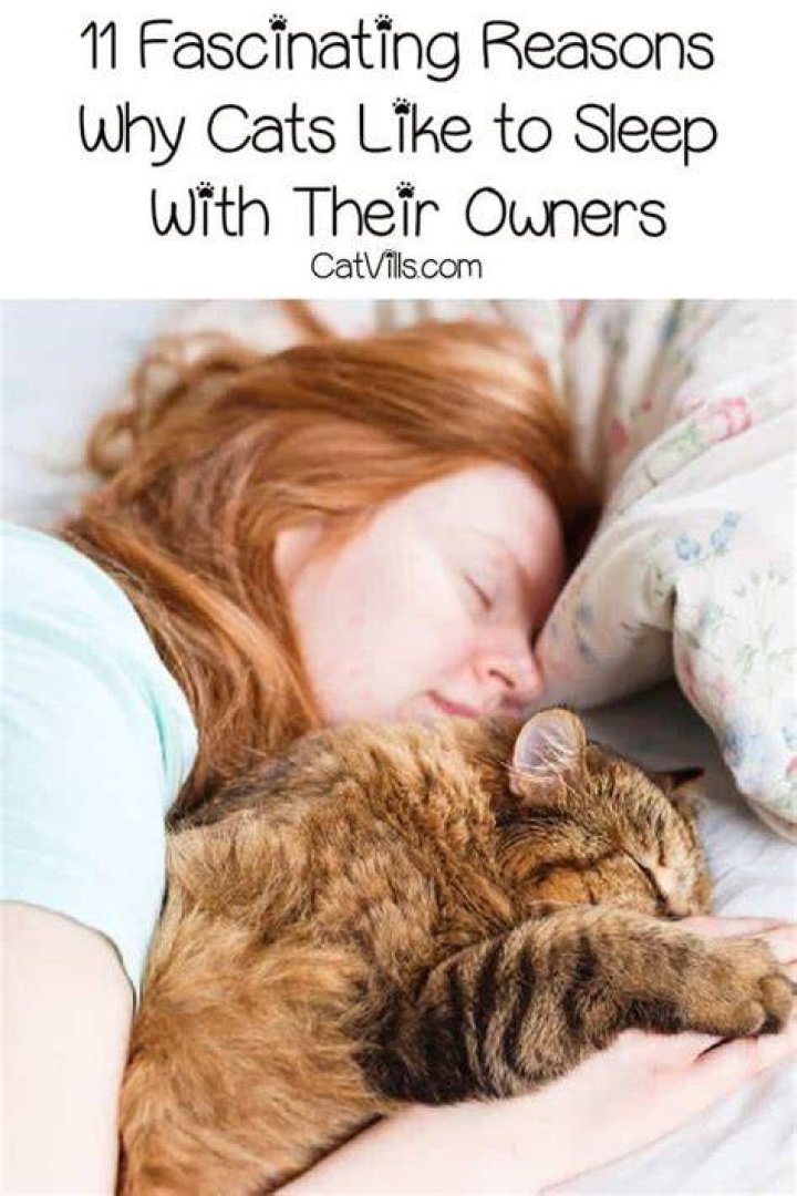 Why do cats want to sleep with owners?
