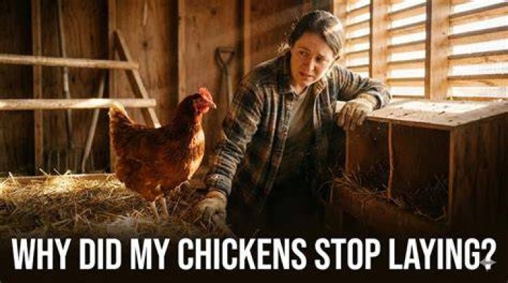 Why do chickens stop laying?