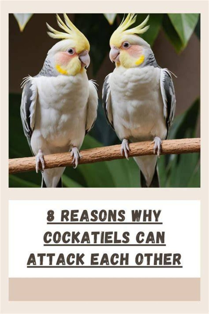 Why do cockatiels hate fingers?