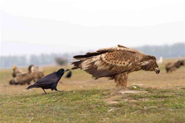 Why do crows hate eagles?