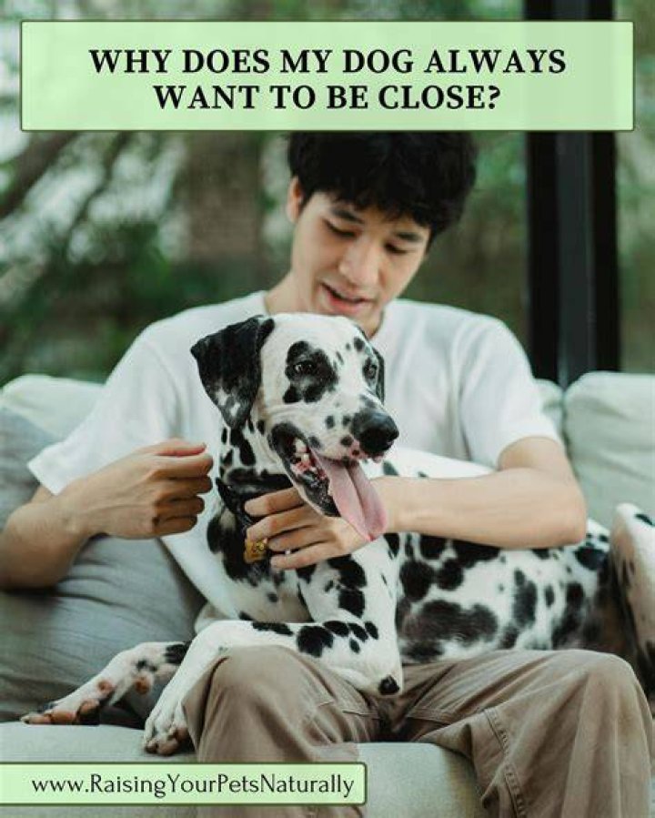 Why do dogs always want to touch you?