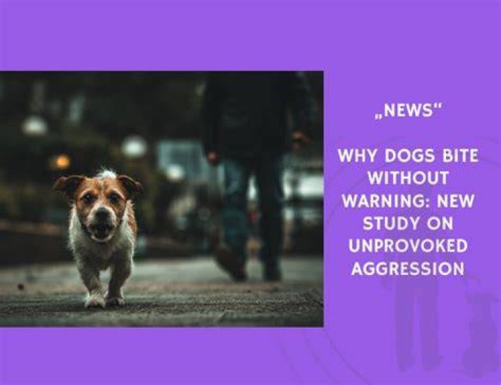 Why do dogs bite without warning?