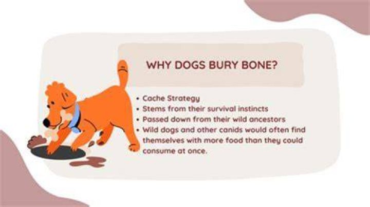 Why do dogs bury their nose between your legs?