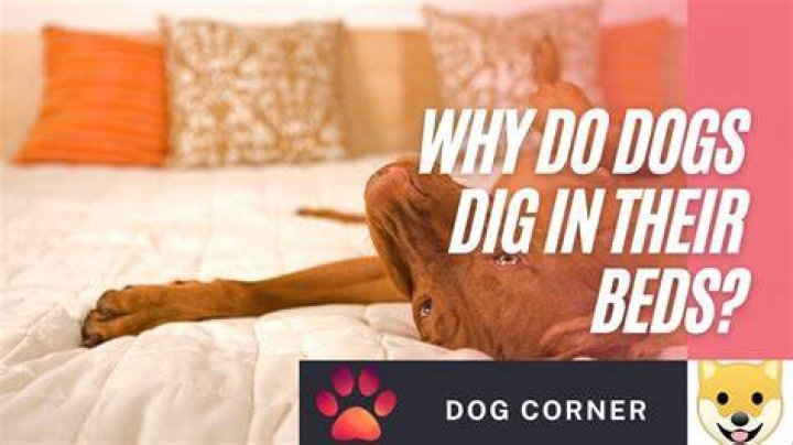 Why do dogs dig in their bed before they lay down?