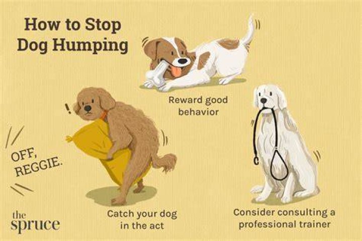 Why do dogs grab your arm with their mouth?