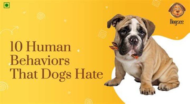 Why do dogs hate magnets?