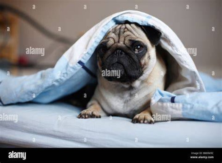 Why do dogs hide when they are sick?
