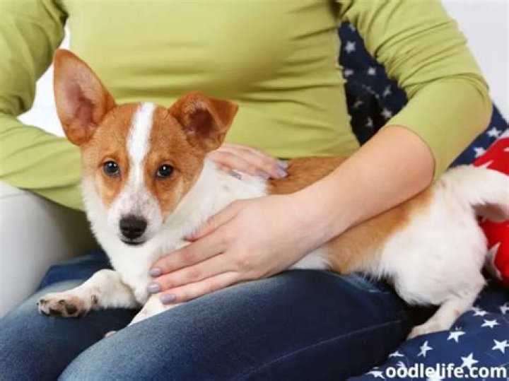 Why do dogs like to sit on your lap?
