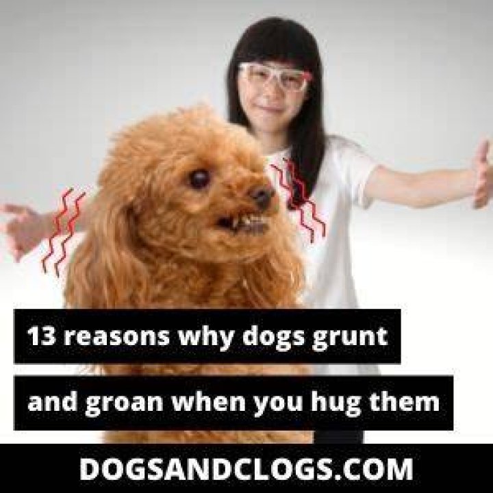 Why do dogs moan when you hug them?