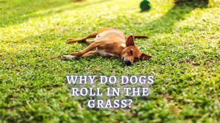 Why do dogs roll in the grass after a bath?