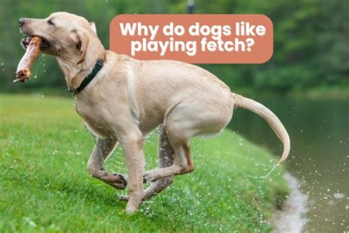 Why do dogs snap when playing?
