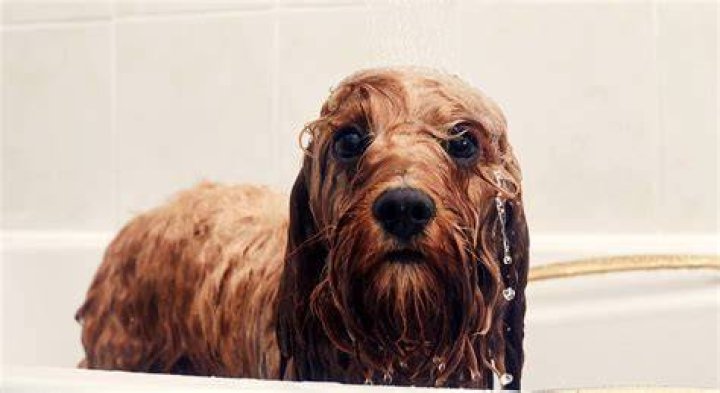 Why do dogs still stink after a bath?