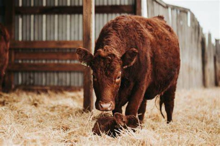 Why do farmers pull calves out?