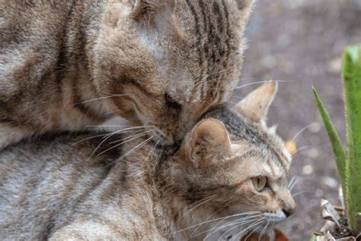 Why do female cats scream during mating?