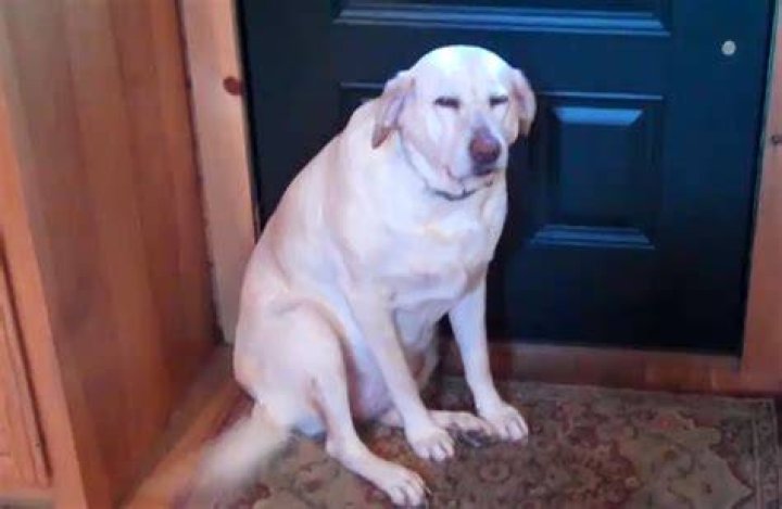 Why do guilty dogs look away?