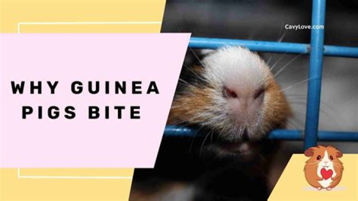 Why do guinea pigs bite your clothes?