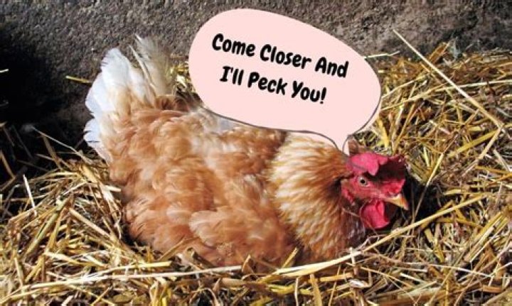 Why do hens peck me?