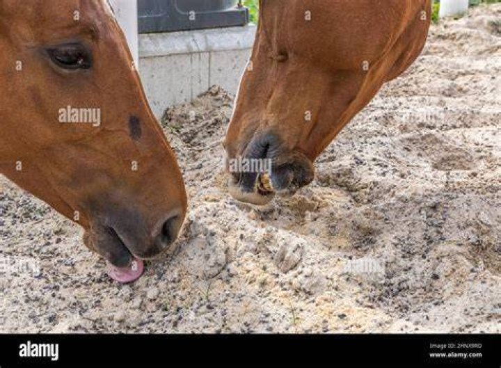 Why do horses eat sand?