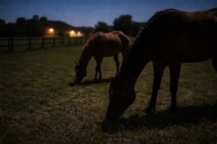 Why do horses neigh at night?