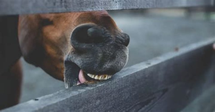 Why do horses nibble on clothes?