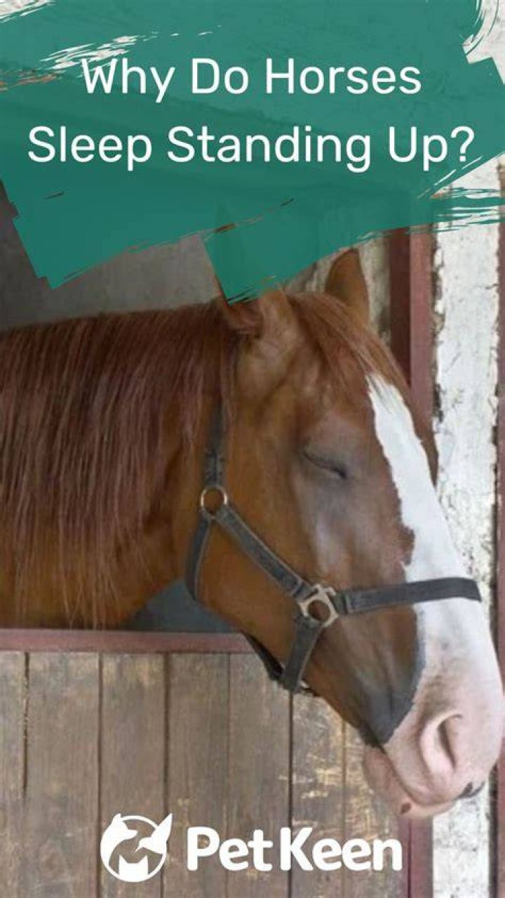 Why do horses stand up while sleeping?