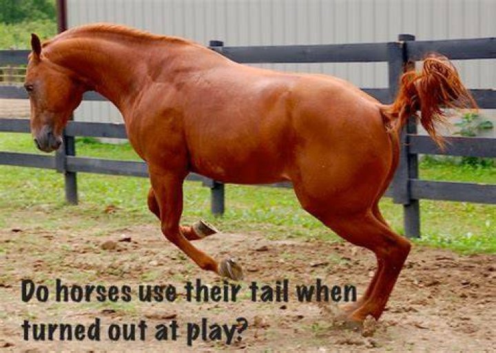 Why do horses swish their tail?