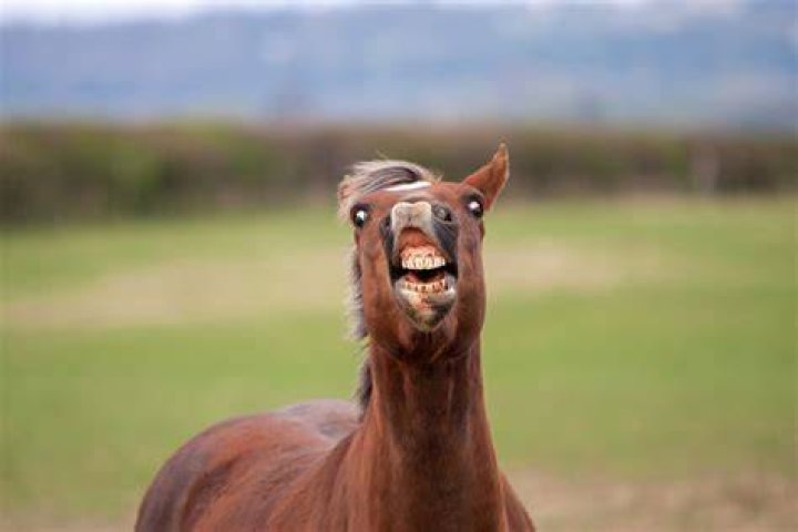 Why do horses turn their lip up?
