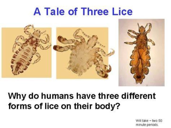 Why do humans have 3 different forms of lice?