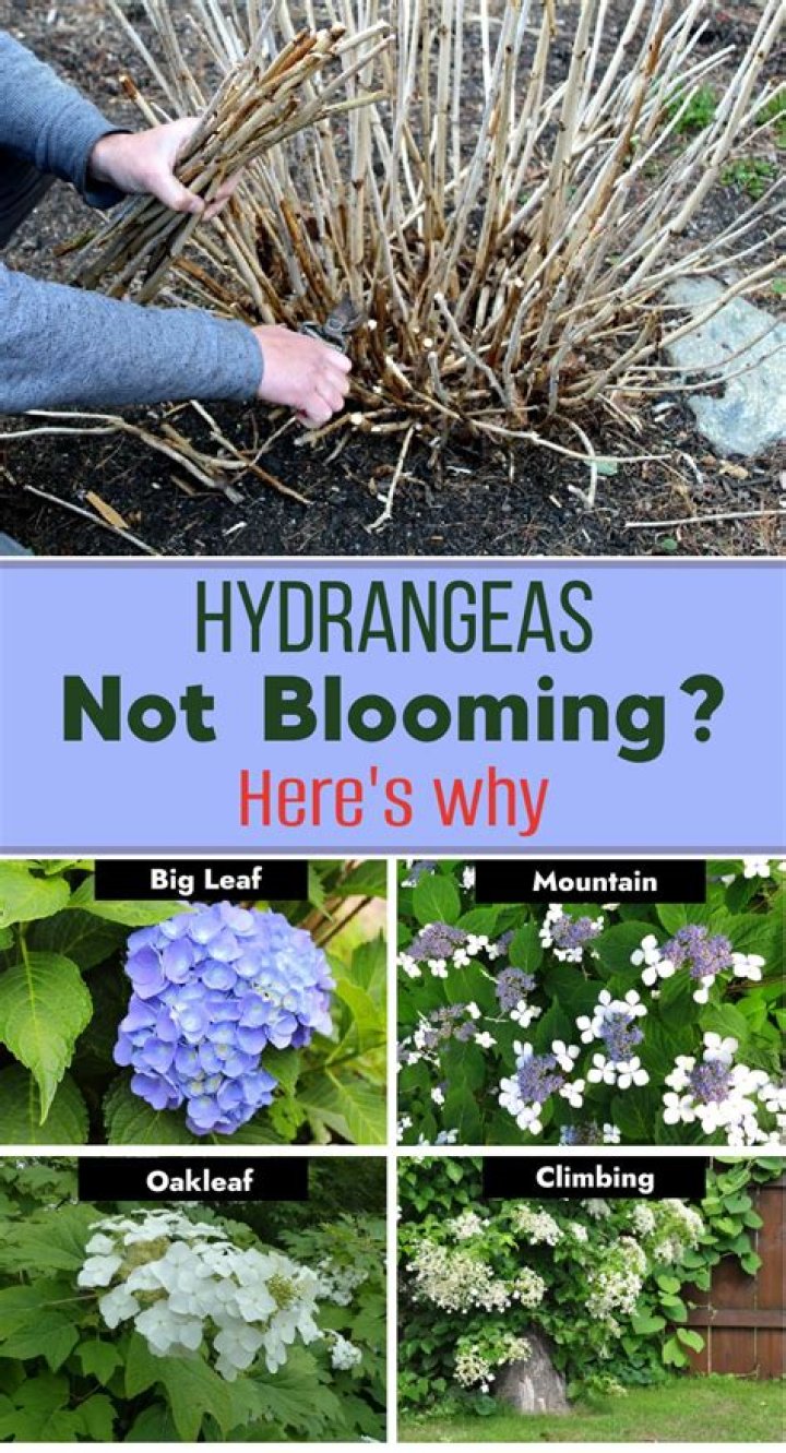 Why do hydrangeas not bloom for 2 years?