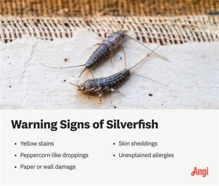 Why do I have silverfish in my bed?