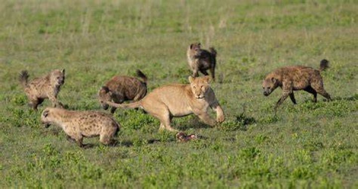 Why do lions don't eat hyenas?