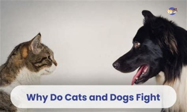 Why do my dogs fight when someone comes to the door?