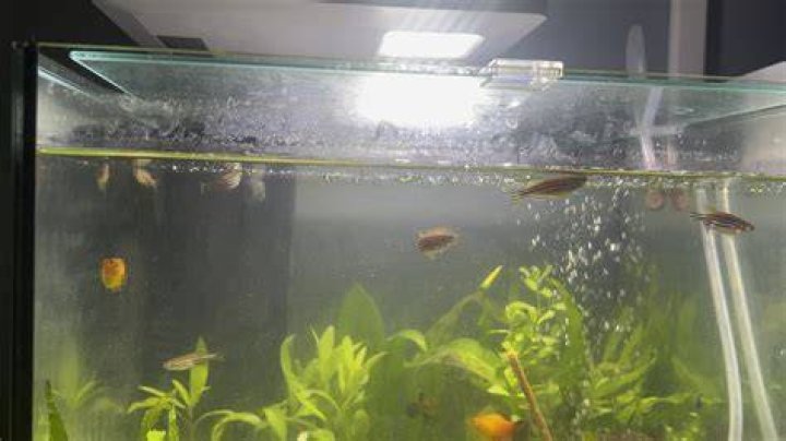 Why do my fish keep swimming to the top?