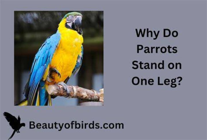Why do parrots stay on one leg?
