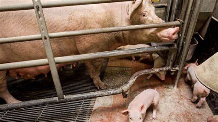 Why do pigs kick after being shot?