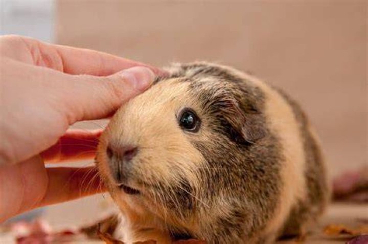 Why do pigs nudge you?