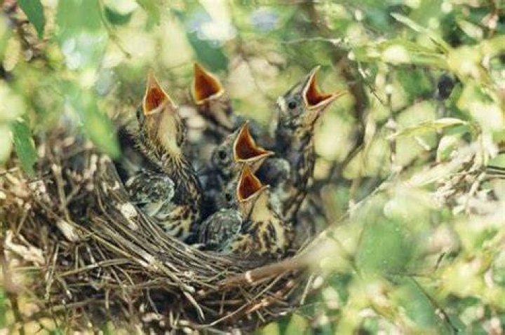 Why do robins abandon their babies?
