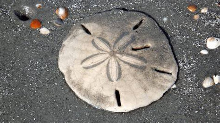 Why do sand dollars have holes?