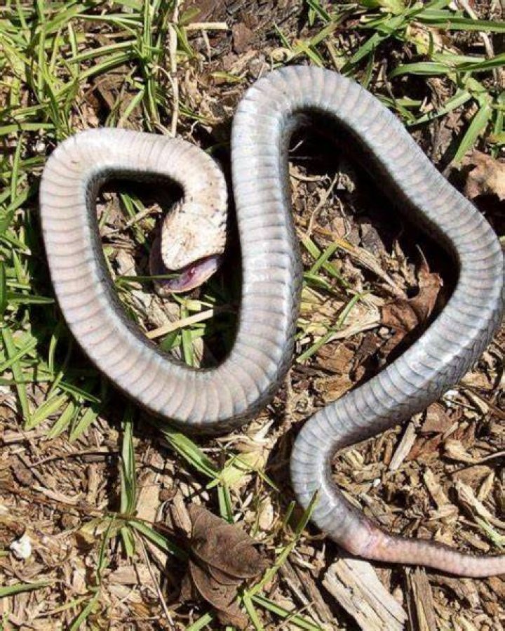 Why do snakes go upside down?