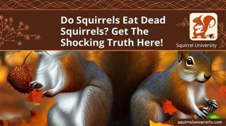 Why do squirrels eat dead squirrels?