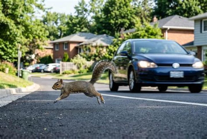 Why do squirrels run in front of cars?