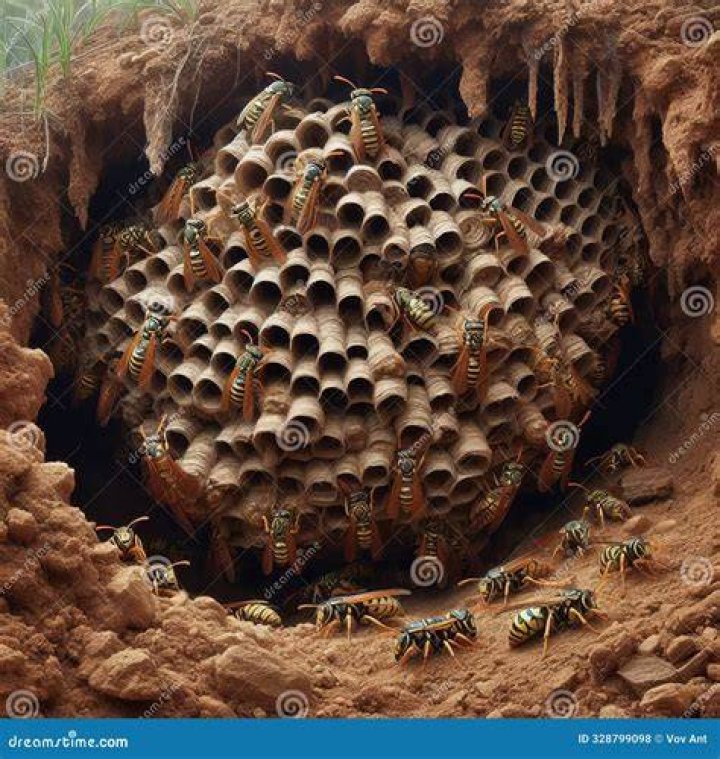 Why do wasps go underground?