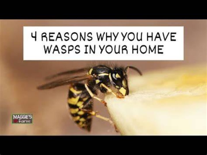 Why do wasps keep coming back to same spot?