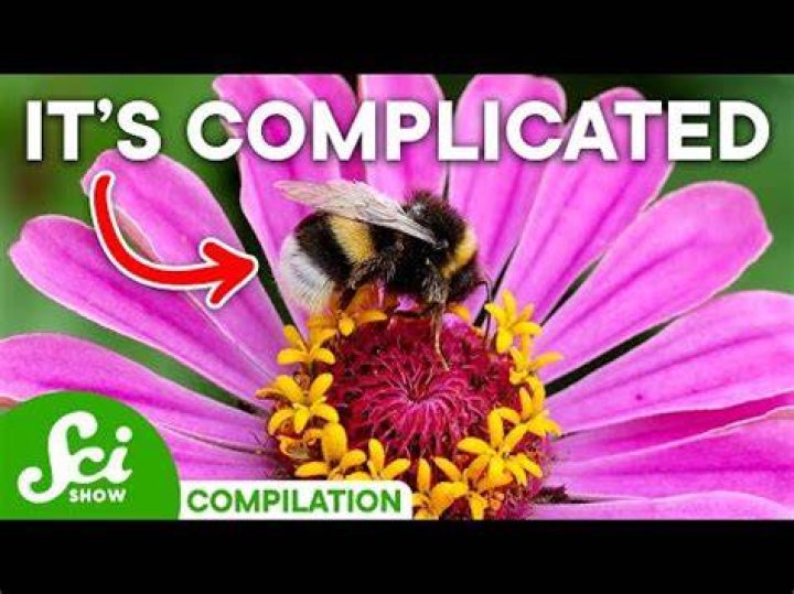 Why do wasps land on flowers?