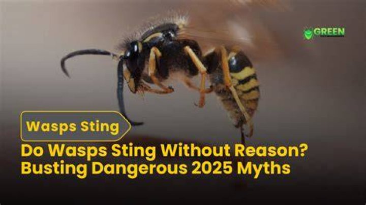 Why do wasps sting you for no reason?