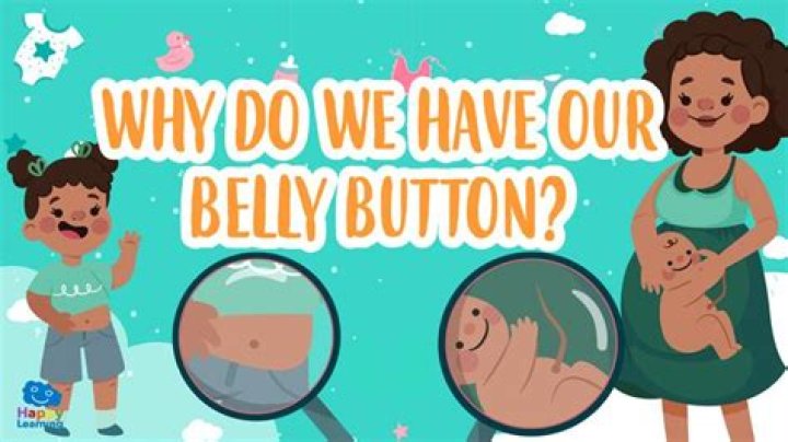 Why do we have belly buttons?