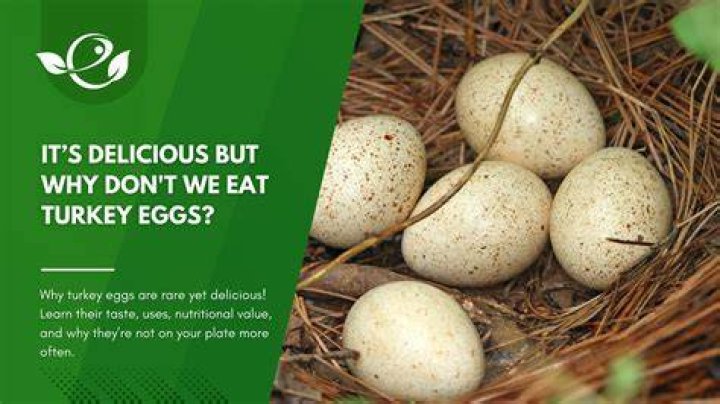 Why do we not eat turkey eggs?